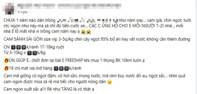Vào chính vụ cam sành bán chạy vì giá rẻ - Hình 2 Vao chinh vu cam sanh ban chay vi gia re-Hinh-2