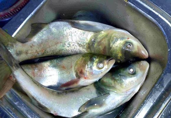 5 loại cá bẩn nhất chợ chứa kim loại nặng và ký sinh trùng - Hình 5 5 loai ca ban nhat cho chua kim loai nang va ky sinh trung-Hinh-5