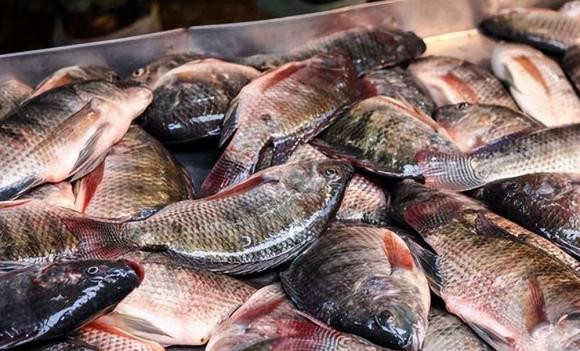 5 loại cá bẩn nhất chợ chứa kim loại nặng và ký sinh trùng - Hình 6 5 loai ca ban nhat cho chua kim loai nang va ky sinh trung-Hinh-6