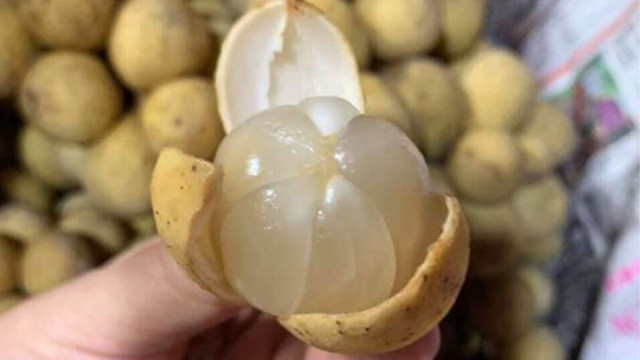 2 bộ phận của quả bòn bon chứa độc tính, nhất định phải tránh - Hình 2 2 bo phan cua qua bon bon chua doc tinh, nhat dinh phai tranh-Hinh-2