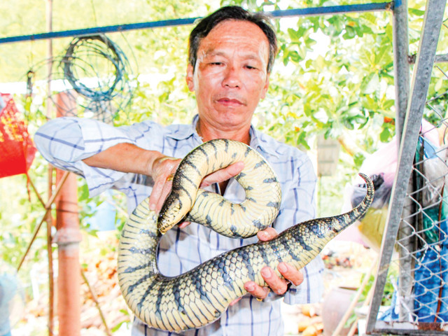 Bắt 3 con rắn đem về nuôi, không ngờ "đẻ" ra trăm triệu mỗi năm Bat 3 con ran dem ve nuoi, khong ngo