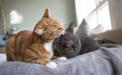 Năm Mão gọi tên 3 con giáp xui xẻo nhất! Nam Mao goi ten 3 con giap xui xeo nhat!