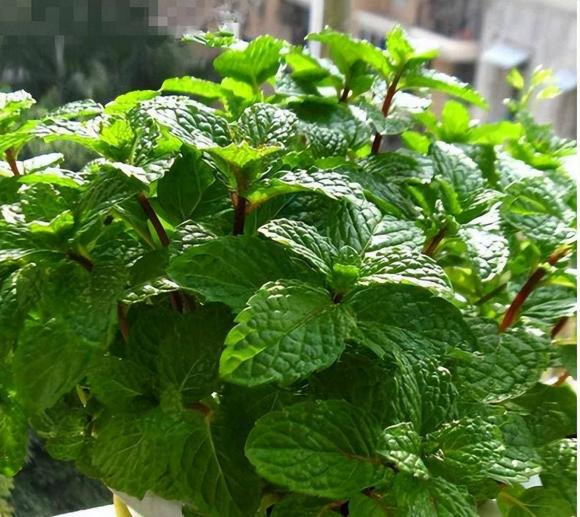 4 loại "hoa đuổi muỗi" giờ trồng là vừa - Hình 4 4 loai