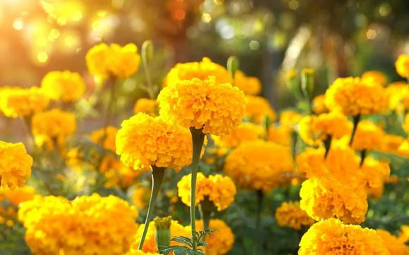 4 loại "hoa đuổi muỗi" giờ trồng là vừa - Hình 6 4 loai