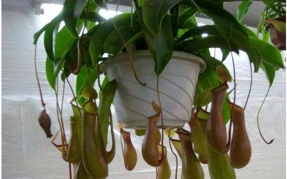 4 loại "hoa đuổi muỗi" giờ trồng là vừa - Hình 5 4 loai