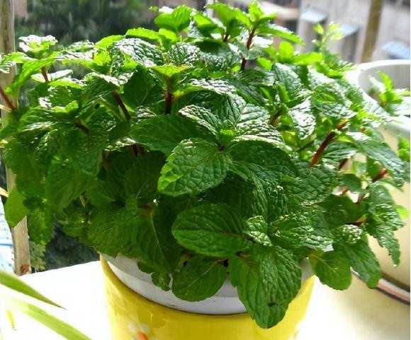 4 loại "hoa đuổi muỗi" giờ trồng là vừa - Hình 3 4 loai