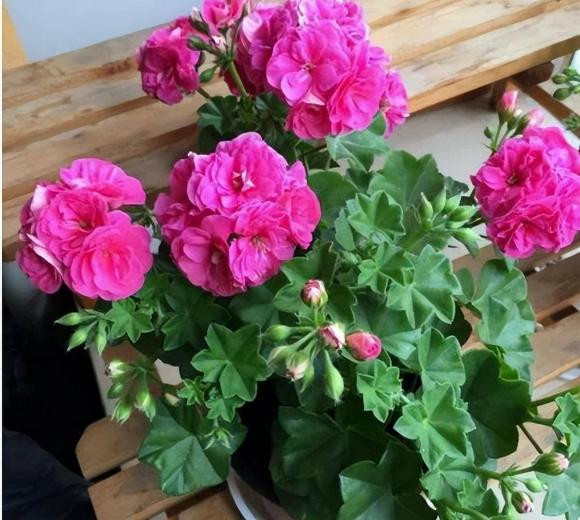 4 loại "hoa đuổi muỗi" giờ trồng là vừa 4 loai
