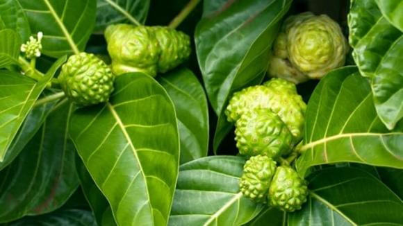 Loại quả bề ngoài giống mãng cầu, có tác dụng hỗ trợ tiêu hóa - Hình 3 Loai qua be ngoai giong mang cau, co tac dung ho tro tieu hoa-Hinh-3