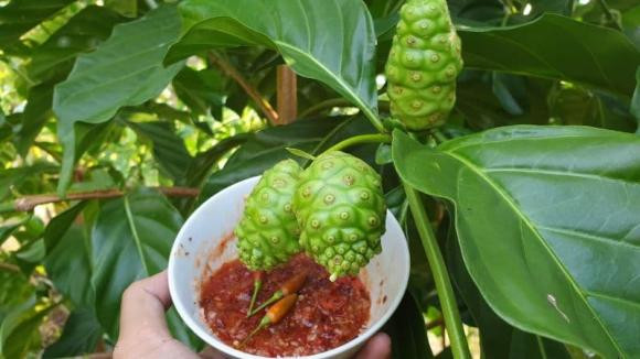 Loại quả bề ngoài giống mãng cầu, có tác dụng hỗ trợ tiêu hóa - Hình 5 Loai qua be ngoai giong mang cau, co tac dung ho tro tieu hoa-Hinh-5