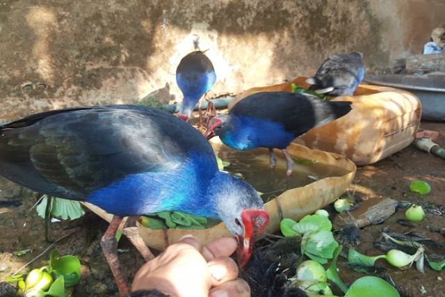 Loài chim hung dữ, biết trông nhà như chó, tiền triệu một con - Hình 2 Loai chim hung du, biet trong nha nhu cho, tien trieu mot con-Hinh-2