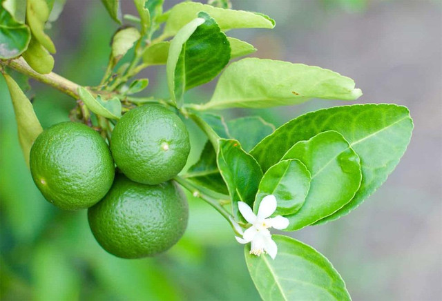 Kinh ngạc tác dụng với sức khỏe của vỏ chanh Kinh ngac tac dung voi suc khoe cua vo chanh