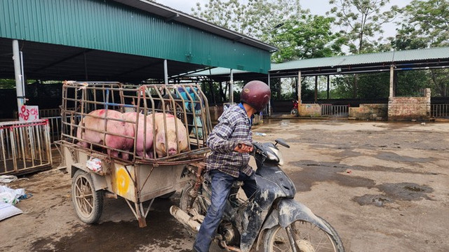 Nghịch lý giá lợn hơi giảm sâu nhưng ra chợ mua thịt đắt gấp 3 - Hình 3 Nghich ly gia lon hoi giam sau nhung ra cho mua thit dat gap 3-Hinh-3