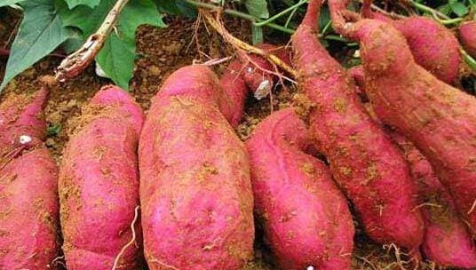 Đừng ăn loại khoai lang có dấu hiệu này, cẩn thận trúng độc - Hình 2 Dung an loai khoai lang co dau hieu nay, can than trung doc-Hinh-2