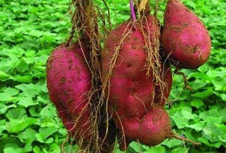 Đừng ăn loại khoai lang có dấu hiệu này, cẩn thận trúng độc Dung an loai khoai lang co dau hieu nay, can than trung doc