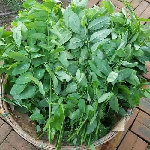 Mùa hè gặp 3 loại rau này mua ngay, giúp thải độc, thanh nhiệt Mua he gap 3 loai rau nay mua ngay, giup thai doc, thanh nhiet