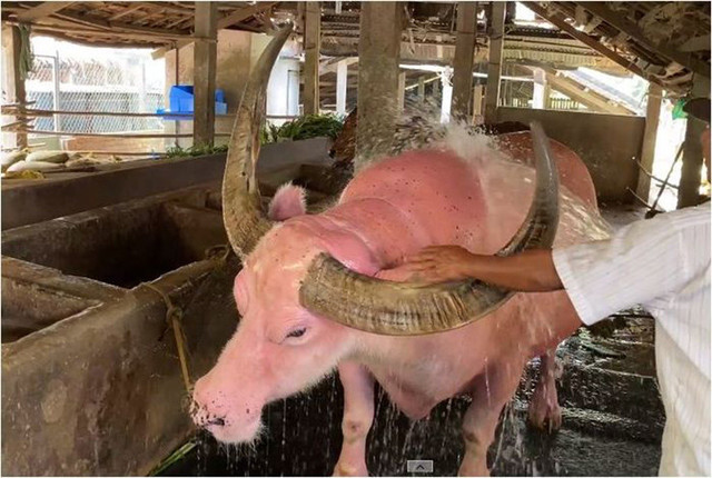 Độc đáo chợ chỉ bán đá quý, dùng lá cây thay tiền ở VN - Hình 2 Doc dao cho chi ban da quy, dung la cay thay tien o VN-Hinh-2