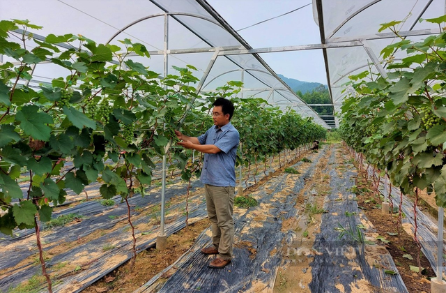 Anh nông dân bỏ 3 tỷ làm nông nghiệp công nghệ cao trồng đủ quả ngon - Hình 3 Anh nong dan bo 3 ty lam nong nghiep cong nghe cao trong du qua ngon-Hinh-3