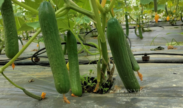 Anh nông dân bỏ 3 tỷ làm nông nghiệp công nghệ cao trồng đủ quả ngon - Hình 4 Anh nong dan bo 3 ty lam nong nghiep cong nghe cao trong du qua ngon-Hinh-4