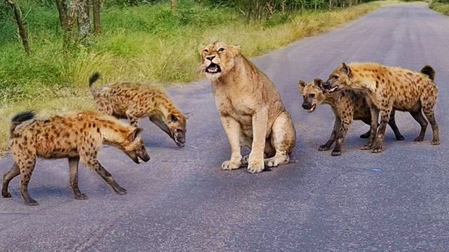 Vua sư tử rơi vào giữa vòng vây của kẻ thù truyền kiếp Vua su tu roi vao giua vong vay cua ke thu truyen kiep