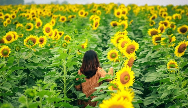 10 địa điểm du lịch Nghệ An không thể bỏ lỡ - Hình 12 10 dia diem du lich Nghe An khong the bo lo-Hinh-12