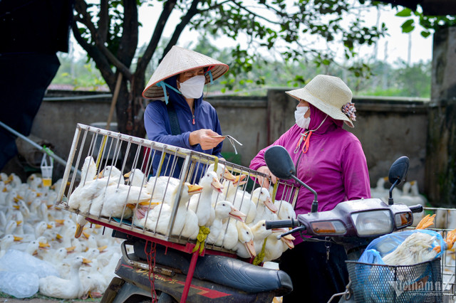 Nỗi buồn nông dân: Giá nông sản giảm, nguyên liệu đầu vào tăng Noi buon nong dan: Gia nong san giam, nguyen lieu dau vao tang