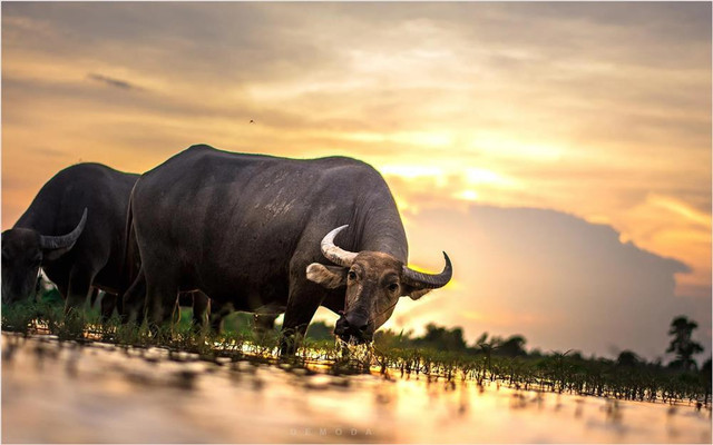 Muốn đổi vận giàu sang, 3 tuổi phải xa quê lập nghiệp năm 2023 Muon doi van giau sang, 3 tuoi phai xa que lap nghiep nam 2023