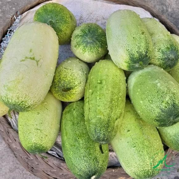 Bạn đã biết tên và cách phân biệt 10 loại dưa chuột? - Hình 4 Ban da biet ten va cach phan biet 10 loai dua chuot?-Hinh-4