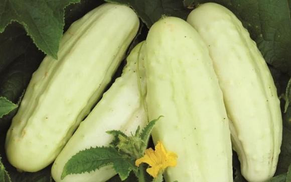 Bạn đã biết tên và cách phân biệt 10 loại dưa chuột? - Hình 10 Ban da biet ten va cach phan biet 10 loai dua chuot?-Hinh-10