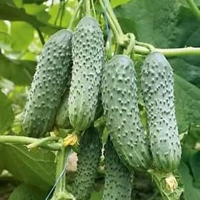 Bạn đã biết tên và cách phân biệt 10 loại dưa chuột? - Hình 2 Ban da biet ten va cach phan biet 10 loai dua chuot?-Hinh-2