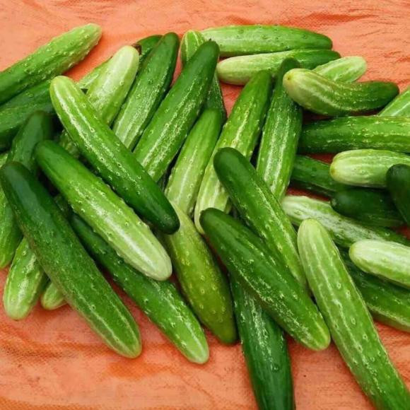 Bạn đã biết tên và cách phân biệt 10 loại dưa chuột? Ban da biet ten va cach phan biet 10 loai dua chuot?