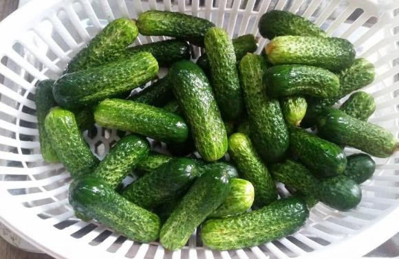 Bạn đã biết tên và cách phân biệt 10 loại dưa chuột? - Hình 9 Ban da biet ten va cach phan biet 10 loai dua chuot?-Hinh-9