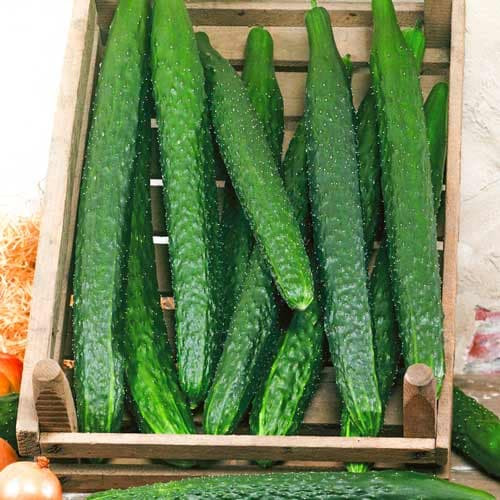 Bạn đã biết tên và cách phân biệt 10 loại dưa chuột? - Hình 3 Ban da biet ten va cach phan biet 10 loai dua chuot?-Hinh-3
