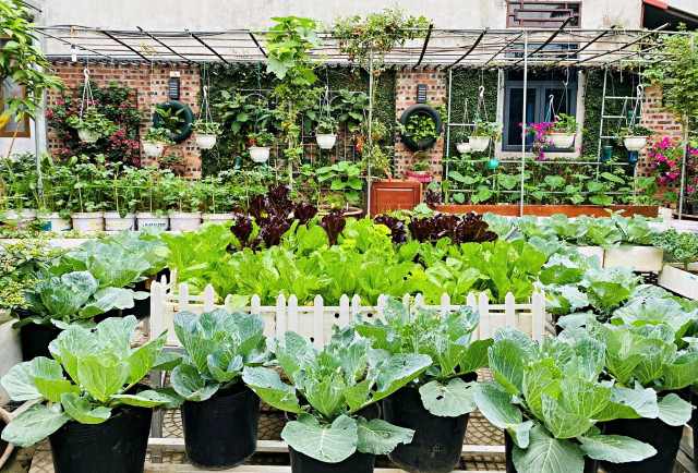 Kế toán về hưu biến rác thải thành khu vườn xanh tươi hoa trái Ke toan ve huu bien rac thai thanh khu vuon xanh tuoi hoa trai