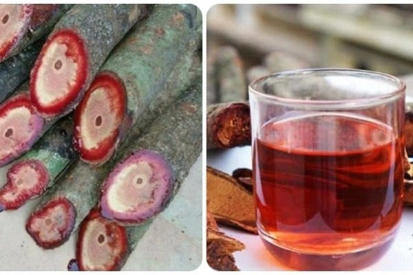 Uống cỏ máu có tốt không? Uong co mau co tot khong?