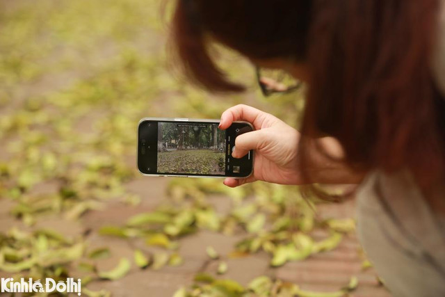 Ngắm cây thay lá vàng ươm trên “con đường lãng mạn nhất Hà Nội” - Hình 5 Ngam cay thay la vang uom tren “con duong lang man nhat Ha Noi”-Hinh-5