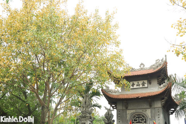 Ngắm cây thay lá vàng ươm trên “con đường lãng mạn nhất Hà Nội” - Hình 14 Ngam cay thay la vang uom tren “con duong lang man nhat Ha Noi”-Hinh-14