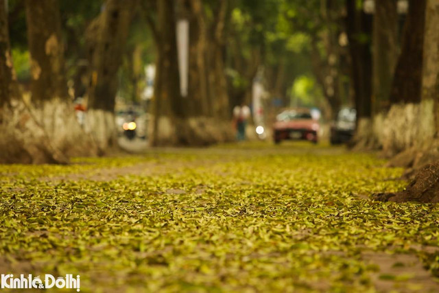 Ngắm cây thay lá vàng ươm trên “con đường lãng mạn nhất Hà Nội” - Hình 4 Ngam cay thay la vang uom tren “con duong lang man nhat Ha Noi”-Hinh-4