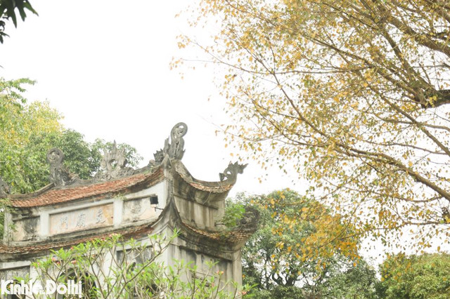 Ngắm cây thay lá vàng ươm trên “con đường lãng mạn nhất Hà Nội” - Hình 10 Ngam cay thay la vang uom tren “con duong lang man nhat Ha Noi”-Hinh-10