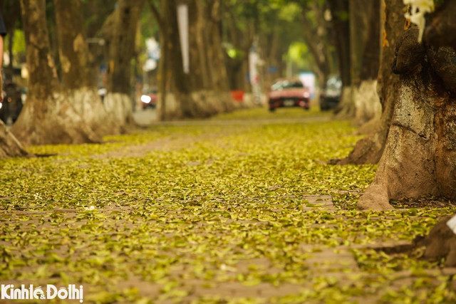 Ngắm cây thay lá vàng ươm trên “con đường lãng mạn nhất Hà Nội” Ngam cay thay la vang uom tren “con duong lang man nhat Ha Noi”