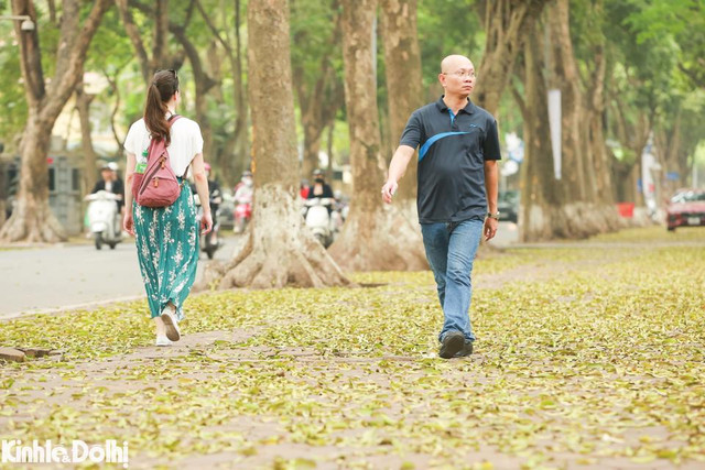 Ngắm cây thay lá vàng ươm trên “con đường lãng mạn nhất Hà Nội” - Hình 3 Ngam cay thay la vang uom tren “con duong lang man nhat Ha Noi”-Hinh-3