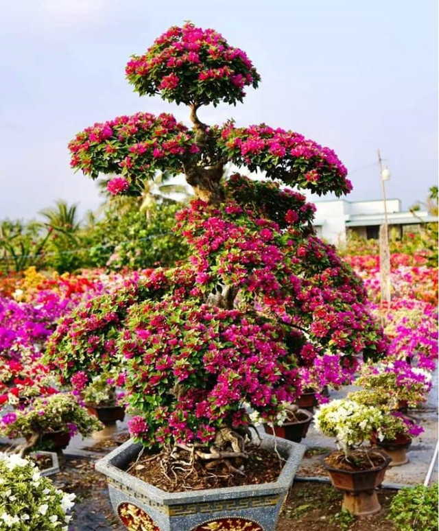 Trồng hoa giấy la liệt khắp nơi, cả làng ở Bến Tre giàu lên - Hình 2 Trong hoa giay la liet khap noi, ca lang o Ben Tre giau len-Hinh-2