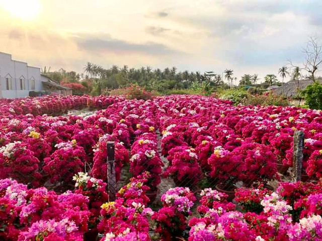 Trồng hoa giấy la liệt khắp nơi, cả làng ở Bến Tre giàu lên Trong hoa giay la liet khap noi, ca lang o Ben Tre giau len