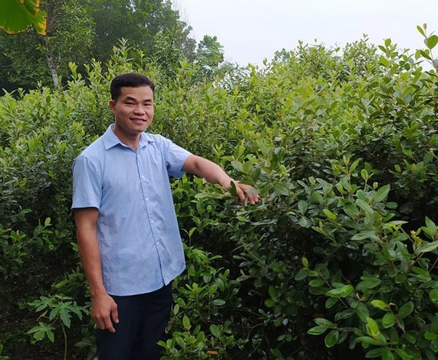 Mang cây mọc hoang trên rừng về trồng lấy quả, 8x thu hàng tỷ đồng/năm - Hình 6 Mang cay moc hoang tren rung ve trong lay qua, 8x thu hang ty dong/nam-Hinh-6