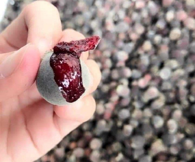 Mang cây mọc hoang trên rừng về trồng lấy quả, 8x thu hàng tỷ đồng/năm - Hình 2 Mang cay moc hoang tren rung ve trong lay qua, 8x thu hang ty dong/nam-Hinh-2
