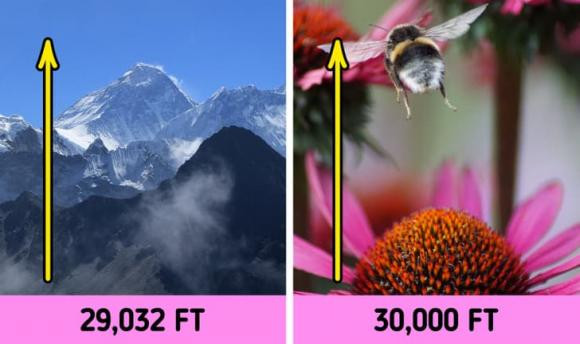 16 sự thật độc đáo về động vật cần khám phá - Hình 5 16 su that doc dao ve dong vat can kham pha-Hinh-5