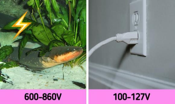 16 sự thật độc đáo về động vật cần khám phá - Hình 7 16 su that doc dao ve dong vat can kham pha-Hinh-7