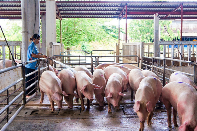 Nhiều trang trại phải bán lợn hơi dưới 50.000 đồng/kg, người nuôi lỗ nặng - Hình 2 Nhieu trang trai phai ban lon hoi duoi 50.000 dong/kg, nguoi nuoi lo nang-Hinh-2