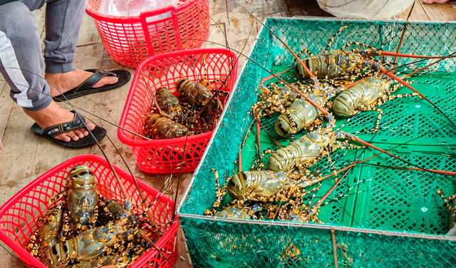 Tôm hùm Khánh Hòa tăng giá gấp đôi dịp cận Tết - Hình 3 Tom hum Khanh Hoa tang gia gap doi dip can Tet-Hinh-3