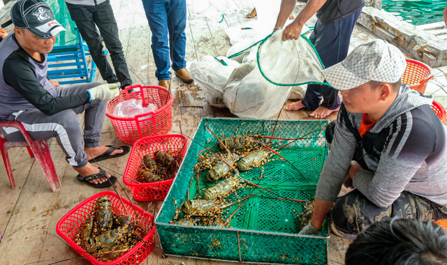Tôm hùm Khánh Hòa tăng giá gấp đôi dịp cận Tết - Hình 2 Tom hum Khanh Hoa tang gia gap doi dip can Tet-Hinh-2