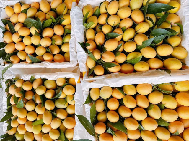 Thanh trà Thái "nhuộm vàng" chợ Việt, giá cao chót vót vẫn hút khách Thanh tra Thai
